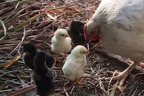 Interactive Farm Tours On A Beef, Lamb And Duck Farm - Accommodation NT 6