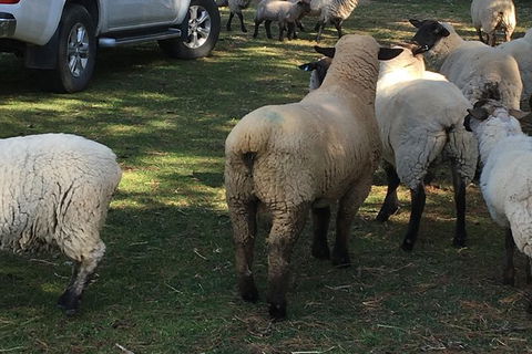 Interactive Farm Tours On A Beef, Lamb And Duck Farm - Accommodation NT 4