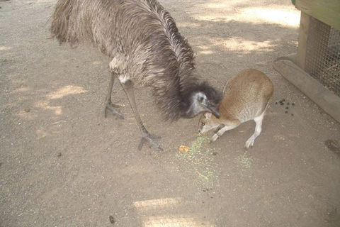 Small Group Blue Mountains, Featherdale, Lunch & Cruise Day Tour - NT Tourism 3