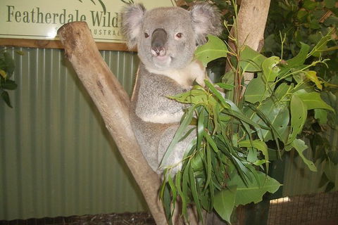 Small Group Blue Mountains, Featherdale, Lunch & Cruise Day Tour - NT Tourism 8