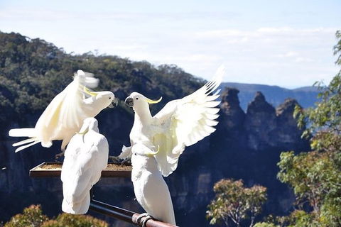 All-Inclusive Blue Mountains Tour In A Luxury Mercedes Sprinter - Accommodation NT 1