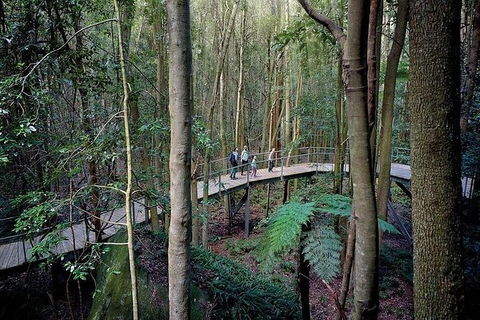All-Inclusive Blue Mountains Tour In A Luxury Mercedes Sprinter - Accommodation NT 13