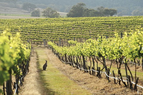 Mudgee 2 Day Private Wine Tasting And Sightseeing Tour From Sydney - Accommodation NT 4