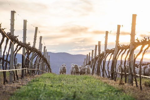 Mudgee 2 Day Private Wine Tasting And Sightseeing Tour From Sydney - Accommodation NT 5