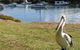 Central Coast Explorer With \'Personalised Sydney Tours\' - thumb 3