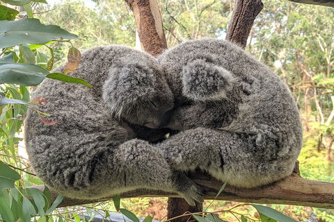 Central Coast Explorer With \'Personalised Sydney Tours\' - Accommodation NT 5