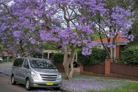 Central Coast To Sydney/ Sydney Airport Transfers - NT Tourism 0