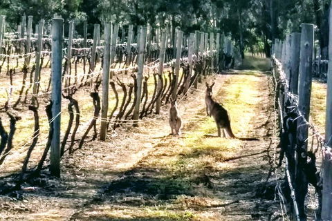 The Complete Hunter Valley Wine Tour Of Pokolbin, Mt View, Lovedale And Rothbury - Accommodation NT 5