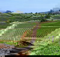 The Complete Hunter Valley Wine Tour of Pokolbin Mt View Lovedale and Rothbury