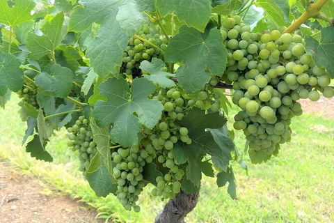 The Complete Hunter Valley Wine Tour Of Pokolbin, Mt View, Lovedale And Rothbury - Accommodation NT 3