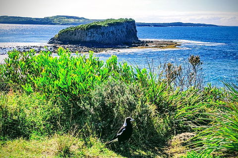 Erupting Blowholes And Ancient Rainforests With \'Personalised Sydney Tours\' - Accommodation NT 4