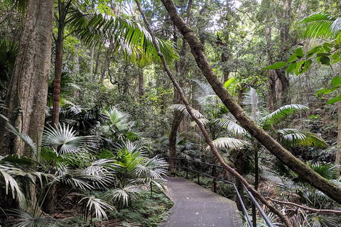 Erupting Blowholes And Ancient Rainforests With \'Personalised Sydney Tours\' - Accommodation NT 1