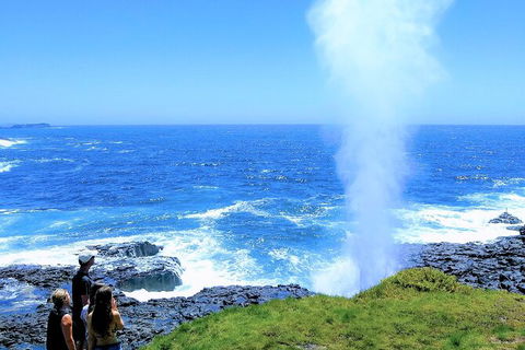 Erupting Blowholes And Ancient Rainforests With \'Personalised Sydney Tours\' - Accommodation NT 0