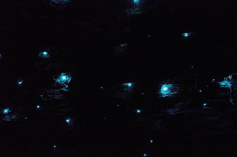 Night 4WD & Guided Glow Worm Tour Wildlife Spotlighting Blue Mountains Adventure - Accommodation NT 1