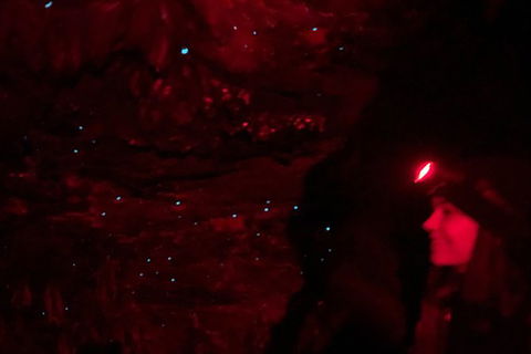 Night 4WD & Guided Glow Worm Tour Wildlife Spotlighting Blue Mountains Adventure - Accommodation NT 6