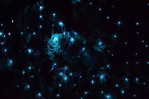 Night 4WD & Guided Glow Worm Tour Wildlife Spotlighting Blue Mountains Adventure - Accommodation NT 4