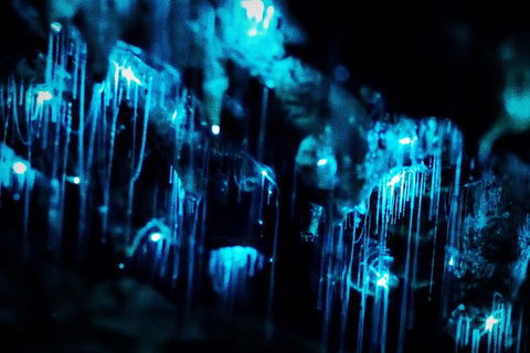 Night 4WD & Guided Glow Worm Tour Wildlife Spotlighting Blue Mountains Adventure - Accommodation NT 7