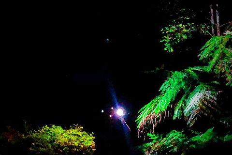 Night 4WD & Guided Glow Worm Tour Wildlife Spotlighting Blue Mountains Adventure - Accommodation NT 8