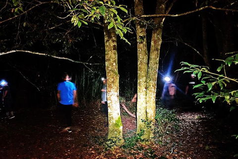 Night 4WD & Guided Glow Worm Tour Wildlife Spotlighting Blue Mountains Adventure - Accommodation NT 5