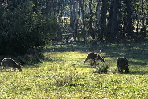Jenolan Caves Blue Mountains And Kanangra Walls Look Out 4WD Day Tour - Accommodation NT 2