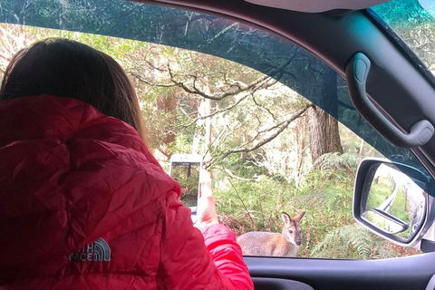 Jenolan Caves Blue Mountains And Kanangra Walls Look Out 4WD Day Tour - Accommodation NT 9