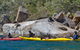 Sydney Kayak Seal Encounter Adventure With Gourmet Food - thumb 2