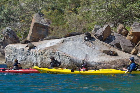 Sydney Kayak Seal Encounter Adventure With Gourmet Food - NT Tourism 2