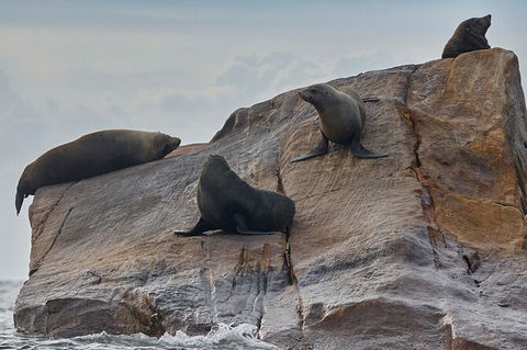 Sydney Kayak Seal Encounter Adventure With Gourmet Food - NT Tourism 5