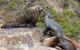 Sydney Kayak Seal Encounter Adventure With Gourmet Food - thumb 3
