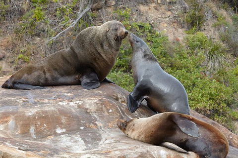 Sydney Kayak Seal Encounter Adventure With Gourmet Food - NT Tourism 3