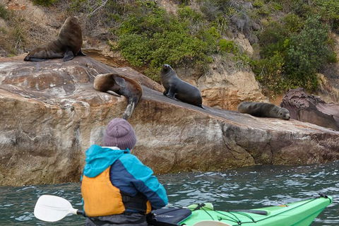 Sydney Kayak Seal Encounter Adventure With Gourmet Food - NT Tourism 0
