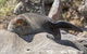 Sydney Kayak Seal Encounter Adventure With Gourmet Food - thumb 1