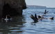 Sydney Kayak Seal Encounter Adventure With Gourmet Food - thumb 4