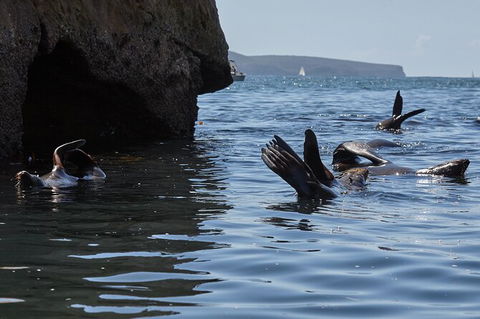 Sydney Kayak Seal Encounter Adventure With Gourmet Food - NT Tourism 4