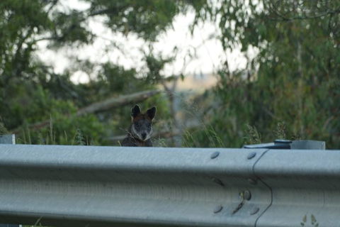 From The Mountains To The Bay - 4 Day Rediscovery Private Tour - NT Tourism 13