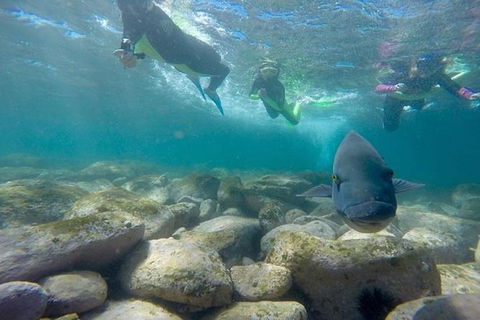 Manly And Shelly Beach Snorkeling Tour - Accommodation NT 5