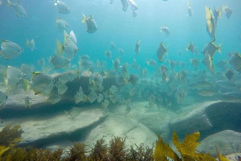 Manly And Shelly Beach Snorkeling Tour - Accommodation NT 1