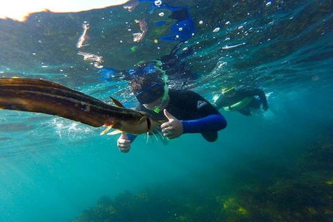 Manly And Shelly Beach Snorkeling Tour - Accommodation NT 4