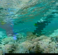 Manly and Shelly Beach Snorkeling Tour - Accommodation NT
