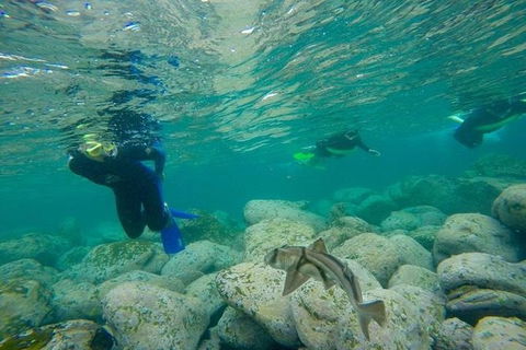 Manly And Shelly Beach Snorkeling Tour - Accommodation NT 0
