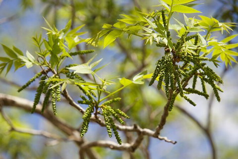 Pecan Farm Tour And Workshop, Byron Bay Hinterland - Accommodation NT 2