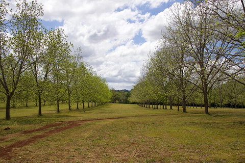 Pecan Farm Tour And Workshop, Byron Bay Hinterland - Accommodation NT 6