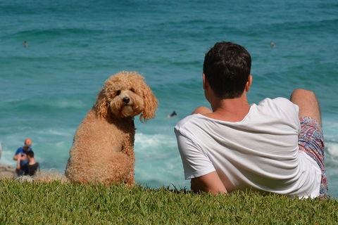 See Sydney With A Local: Private & Personalized - Accommodation NT 4