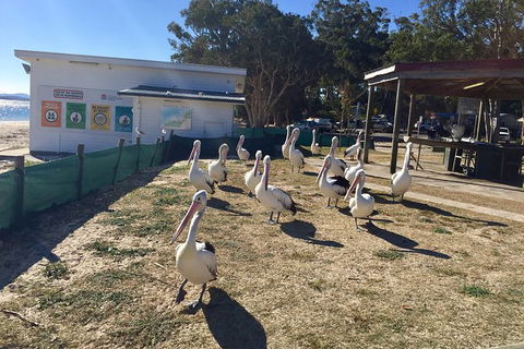 Port Stephens Private Bus Tour From Sydney, Option Of Dolphin Or Whale Cruises - Accommodation NT 5
