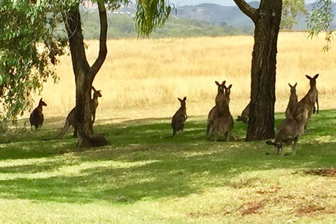 Hunter Valley Wine Tasting All Inclusive Private Bus Tour From Sydney - NT Tourism 7