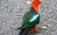Sydney Parrots, A Unique Island And More - thumb 1