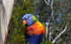 Sydney Parrots, A Unique Island And More - thumb 3