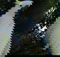 Sydney Parrots a Unique Island and more