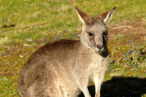 Jenolan Caves - Wildlife And Caves - NT Tourism 2