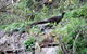 Jenolan Caves - Wildlife And Caves - thumb 5